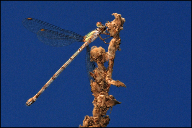 Chalcolestes viridis o parvidens, femmina